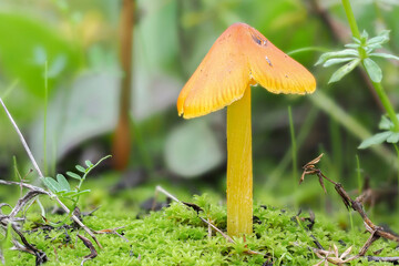 The Blackening Waxcap (Hygrocybe conica) is an inedible mushroom