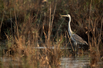 Grey Heron at Asker marsh, Bahrain