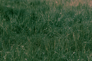 Gras und Natur am Stazersee