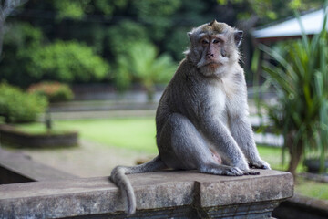 portrait of a monkey