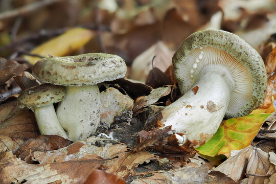 The Lactarius blennius is an inedible mushroom