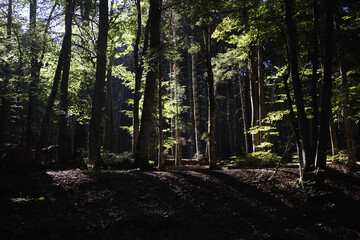 footpath in the woods