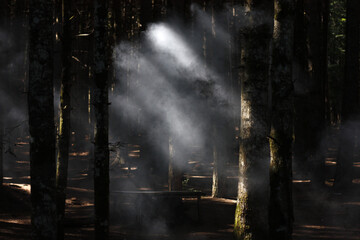 Smoke in the woods