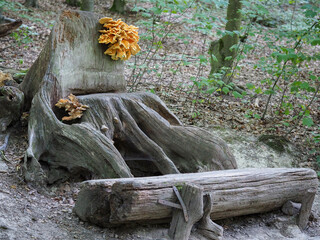 The Chicken of the Woods (Laetiporus sulphureus) is an edible mushroom