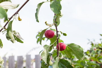 An apple tree branch with green leaves in a rustic garden with two small ripe red ranetka apples in an autumn day. Home harvest for preparations for the winter - jam or compote.