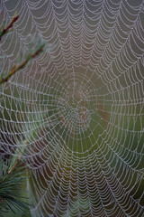 a big spider web with dew drops from a cross spider in the morning 