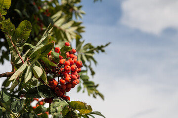 Colorful view of a branch of rowan with green leaves and ripe clusters of red berries on a background of the sky on an autumn day in the park. Background for notebooks and calendars.