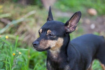 Close-up of a black and brown toy terrier dog on a background of green grass looking into the...
