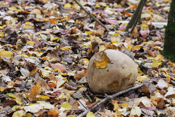 The Giant Puffball (Langermannia gigantea) is an edible mushroom