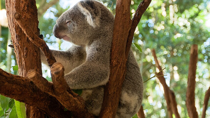 Sleepy Koala bear in tree