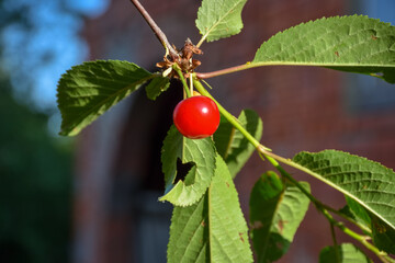 close-up cherry fruit on a branch. cherry fruit on a branch. red berry on a branch