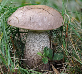 The Leccinum duriusculum is an edible mushroom