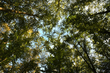 Green Forest of Beech Trees, looking up, low angle shot.