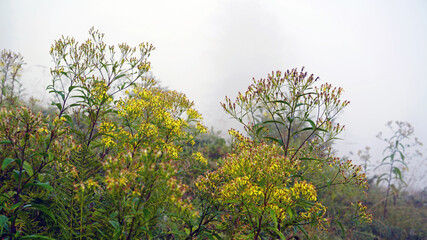 St. john's wort on a foggy morning on the mountains
