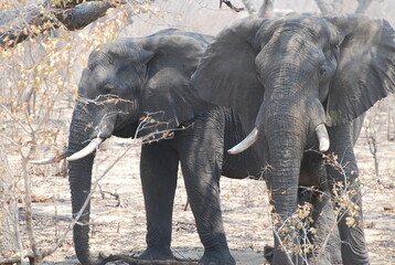 Fototapeta na wymiar Elephants on the side of the road.