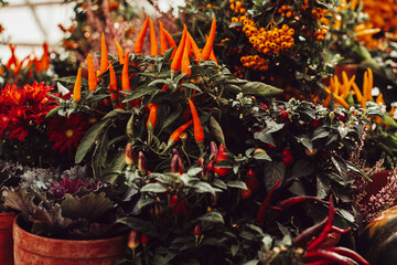 Fototapeta premium growing pepper in a pot