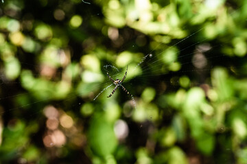 Spider in web