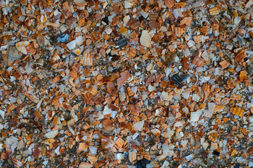 Seaside. Shell rock. Background.