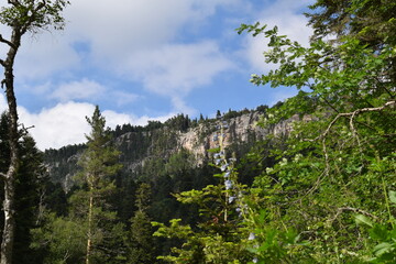 trees in the mountains