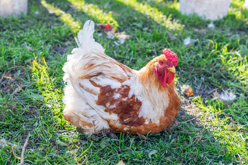 A white-and-brown laying hen lies on the grass in the farmyard.