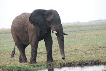 Naklejka na ściany i meble african elephant walking