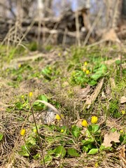 green moss on the ground