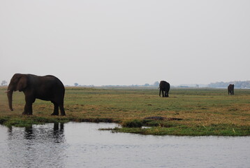 Fototapeta na wymiar herd of elephants