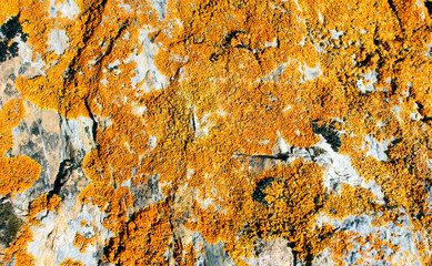 Orange texture on the stone