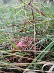 the mushroom grows among the grass,an overcast September evening.
