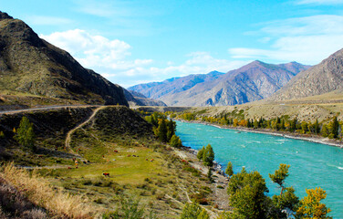 Naklejka na ściany i meble Turquoise Katun River in the Altai Republic