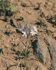 flower in the desert
