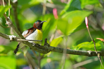 Purple-rumped Sunbird - Leptocoma zeylonica, beautiful small perching bird from Asian forests and woodlands, Sri Lanka.