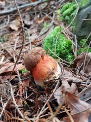 white small mushroom in the forest
