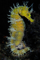sea horse
