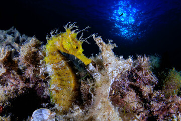 sea horse © david