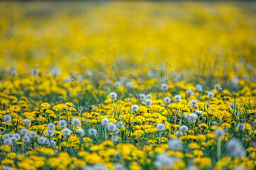 The dandelion (Taraxacum sect. Ruderalia) on a beautiful fresh meadow. Concept: flowers and nature