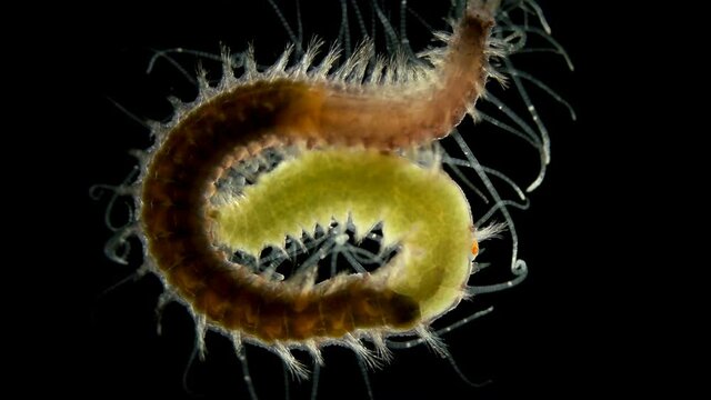 Polychaeta worm, Syllis prolifera under a microscope, Family Syllidae, the back of the body is called Stolon, inside of which the gonads mature. Black Sea