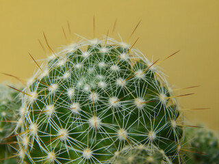 Cactus - mammillaria bombycina