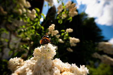 Closeup butterfly on white flower with blue sky in the background (Common tiger monarch butterfly)