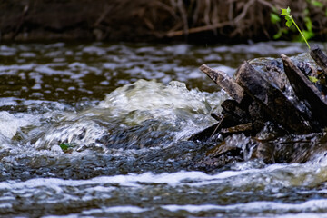 A small natural waterfall in the forest, among stones, branches and logs. There is a lot of green vegetation and moss around. The murmur of a pure natural stream flowing down to the source