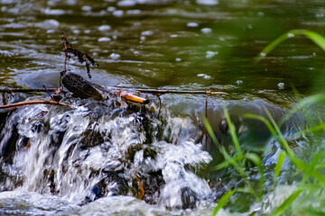 A small natural waterfall in the forest, among stones, branches and logs. There is a lot of green vegetation and moss around. The murmur of a pure natural stream flowing down to the source