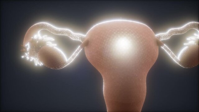 Female Reproductive System Anatomy animation