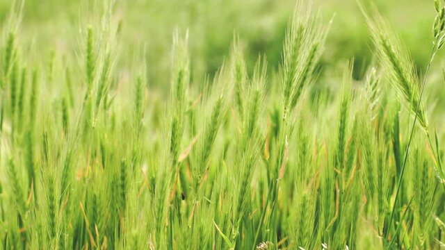 Close up of barely wheat ears in late spring blowing in the blowing .
