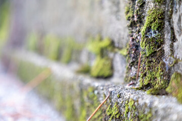 苔が生えた段差