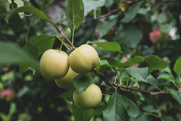 green apples on a branch in the garden