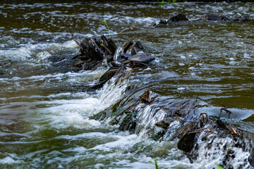 A small natural waterfall in the forest, among stones, branches and logs. There is a lot of green vegetation and moss around. The murmur of a pure natural stream flowing down to the source