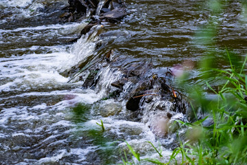 A small natural waterfall in the forest, among stones, branches and logs. There is a lot of green vegetation and moss around. The murmur of a pure natural stream flowing down to the source