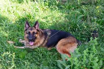 german shepherd dog lying sideways to the photo on the green grass looking up at the photographer at the camera with his head high and a red collar, black and tan dog, in the shade on an August day