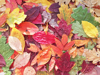 Naklejka na ściany i meble autumn leaves . acorns close-up. texture. bright colors. texture. bright colors. High quality photo. leaves fall. close-up. texture forest.