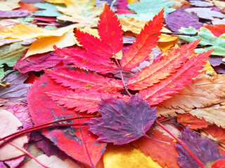 Obraz na płótnie Canvas autumn leaves . acorns close-up. texture. bright colors. texture. bright colors. High quality photo. leaves fall. close-up. texture forest. 